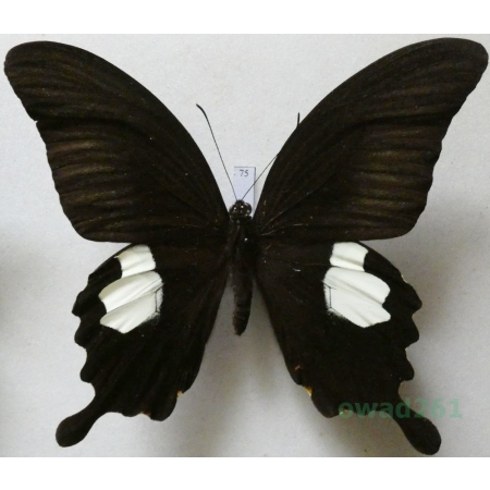 Papilio sataspes Felder & Felder, 1864 Indonesia, Sulawesi 103mm75
